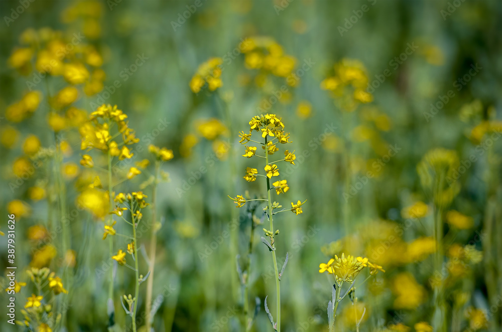 Detail of flowering rapeseed field, canola or colza (Brassica Napus)/ Plant for green energy and oil industry. Source of vegetable oil and a source of protein flour. Rape seed on nature background Detail of flowering rapeseed field, canola or colza (Brassica Napus)/ Plant for green energy and oil industry. Source of vegetable oil and a source of protein flour. Rape seed on nature background