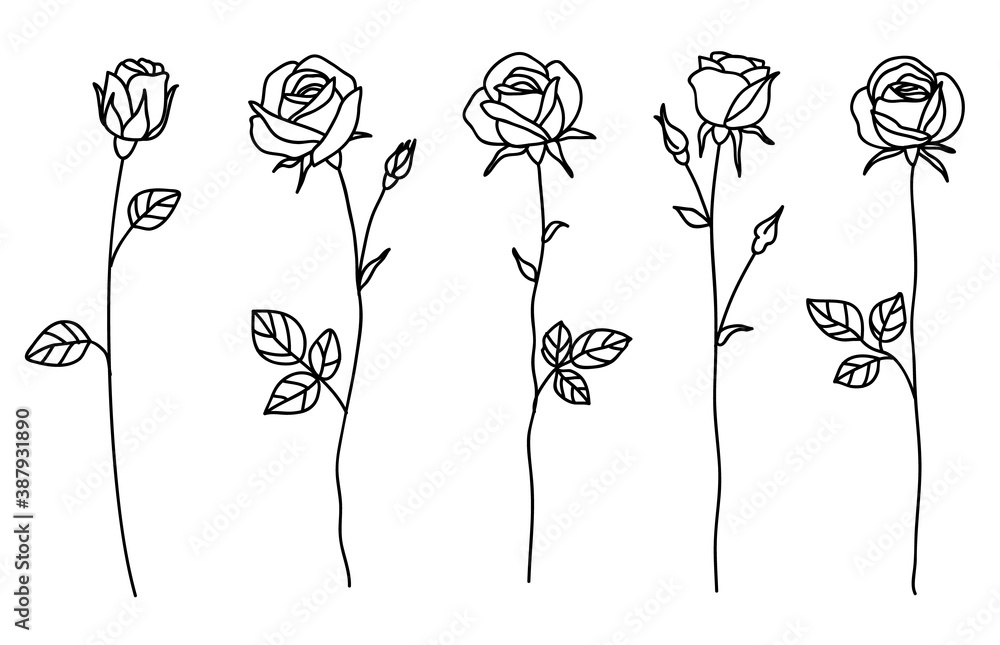 Fototapeta One line drawing. Garden rose with leaves. Hand drawn sketch. Set of flowers with bud. Vector illustration.
