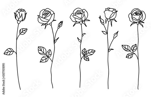 One line drawing. Garden rose with leaves. Hand drawn sketch. Set of flowers with bud. Vector illustration.