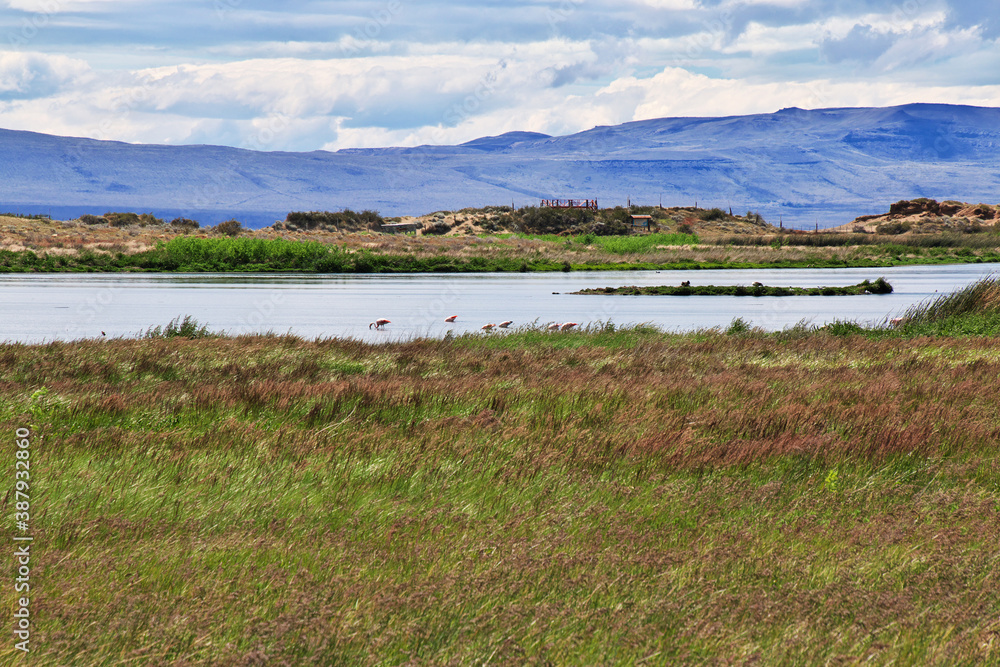 Flamingo in Laguna Nimez Reserva in El Calafate, Patagonia, Argentina