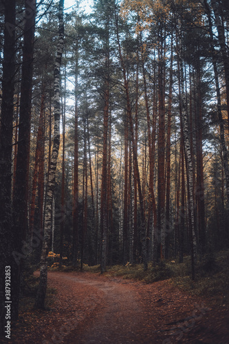 Touristic and relaxing lovely autumn forest with pathway and beautiful landscape with clear sky in sunset.