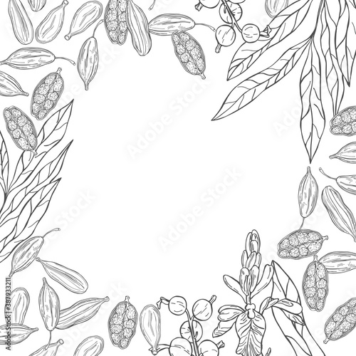 Vector background with  cardamom.