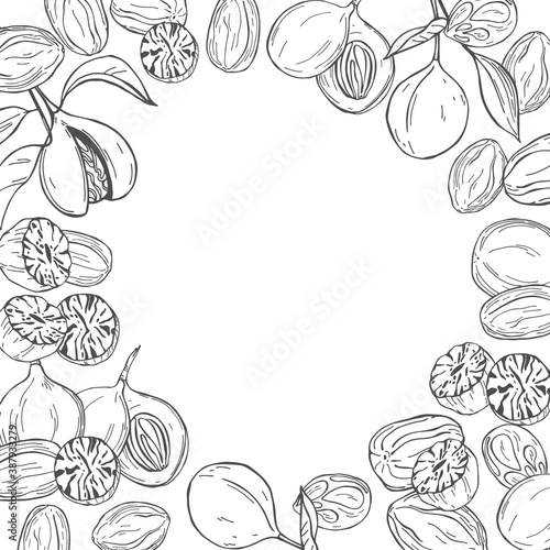 Nutmeg. Vector illustration.