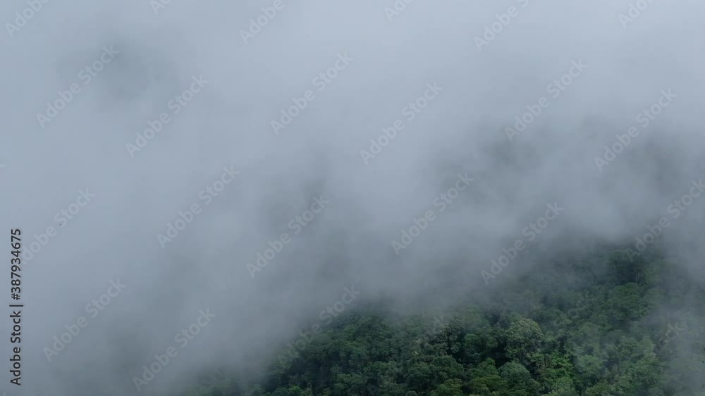 Greenery rainforest and hills on foggy day Greenery rainforest and hills on foggy day