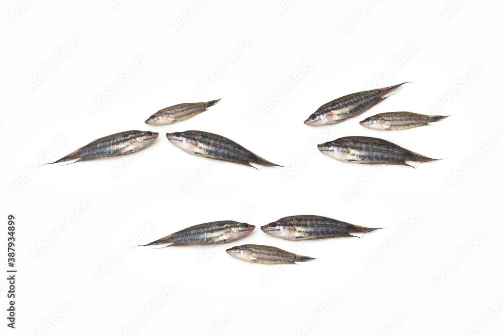 Trichopsis fish on white background.(Trichopsis vittata)(Trichopsis schalleri) Trichopsis fish on white background.(Trichopsis vittata)(Trichopsis schalleri)