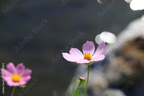 분홍색 코스모스 꽃이 보이는 아름다운 풍경