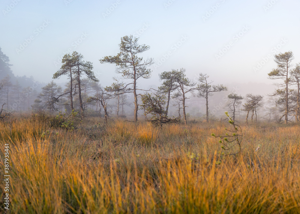 bog landscape in the morning mist, blurred swamp pine contours, bog vegetation, sunrise over the bog bog landscape in the morning mist, blurred swamp pine contours, bog vegetation, sunrise over the bog