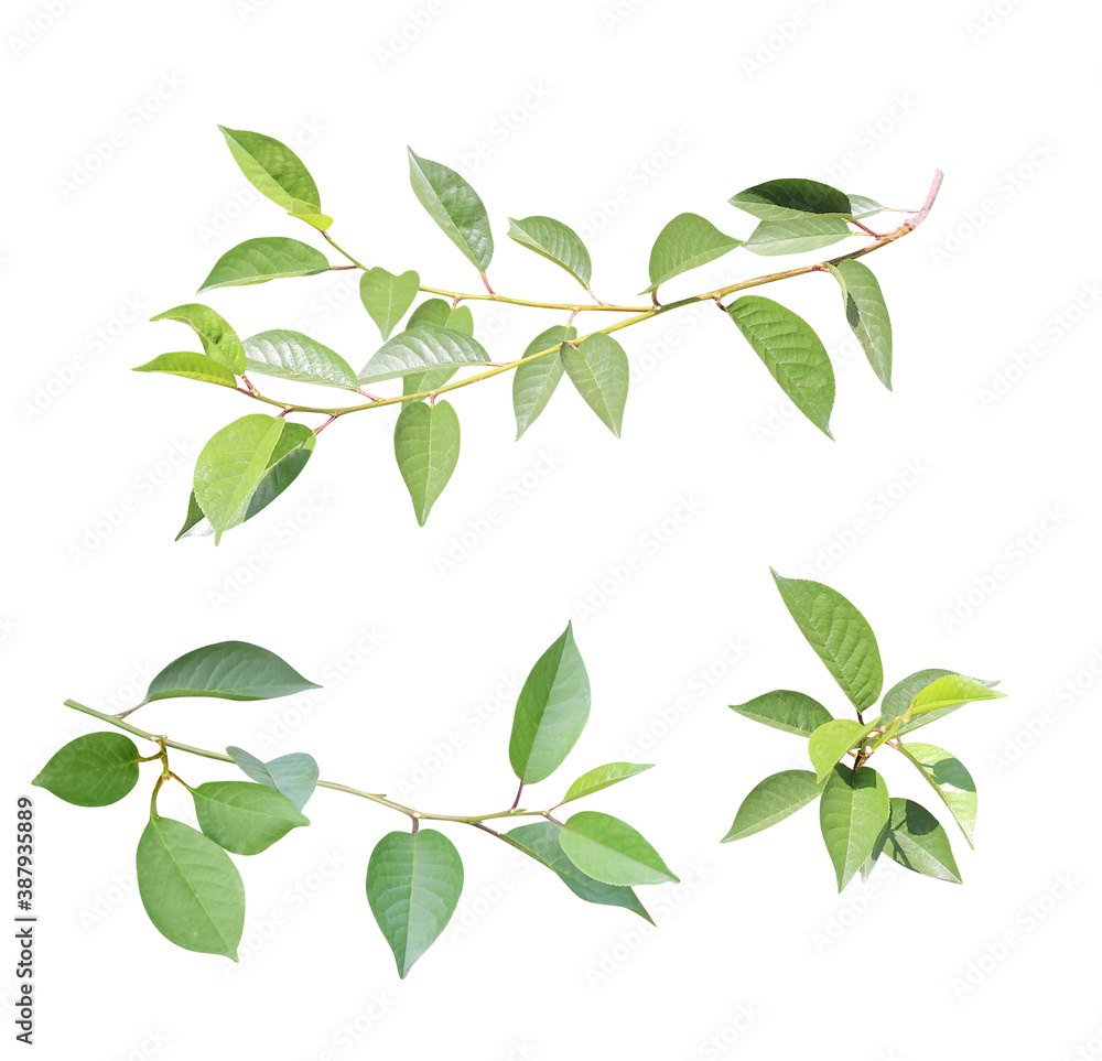 Set of branch with green leaves