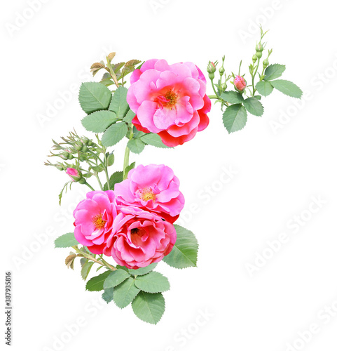 Angle border with branch of rose with pink flowers © frenta