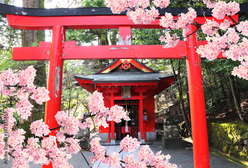Blooming sakura tree, Torii gate and pavilion in Hakone Shrine, Hakone, Japan photo