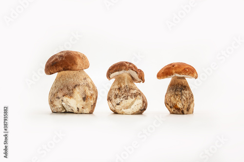 Beautiful fresh porcini mushrooms on white background isolated season healthy food 