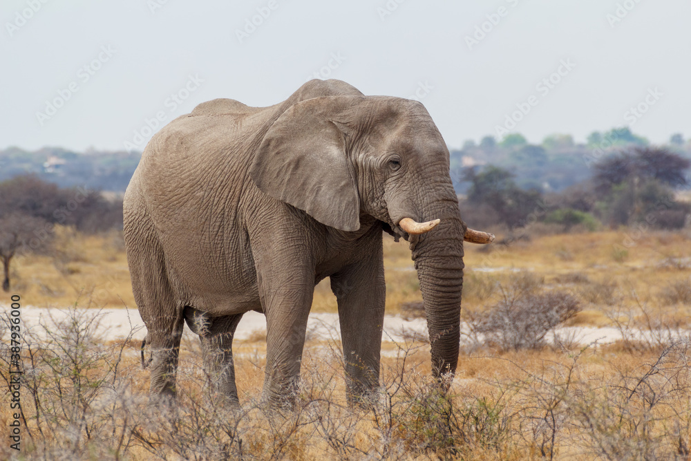 Obraz premium Majestic African Elephant drinking in waterhole in Etosha National Park, with group of giraffes in background, Namibia africa safari wildlife