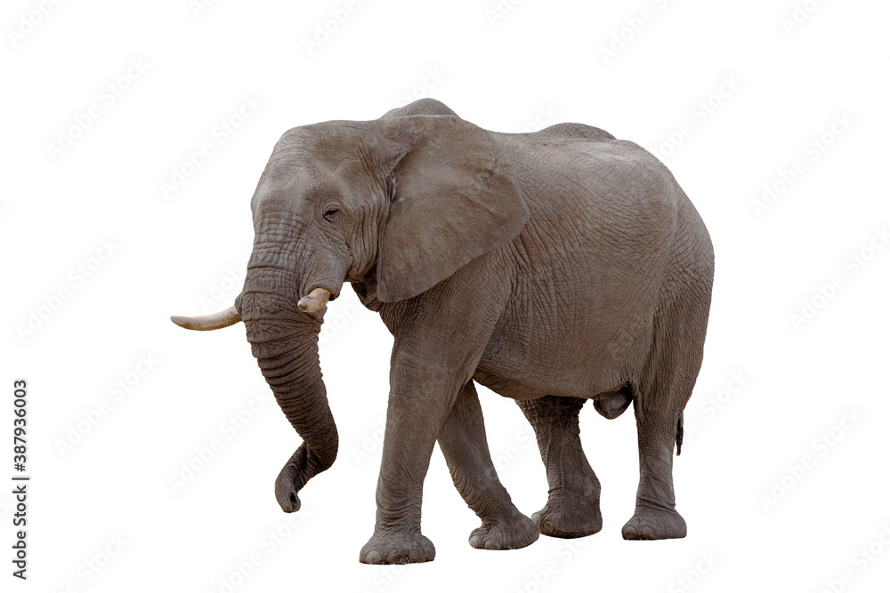walking big african Elephant isolated on white background, graphic object