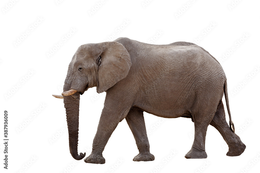 walking big african Elephant isolated on white background, graphic object walking big african Elephant isolated on white background, graphic object