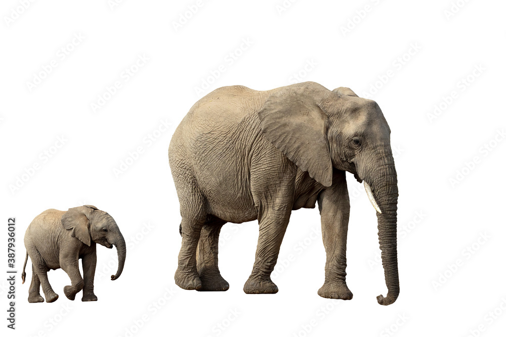 African Elephant female with baby isolated on white background, graphic object