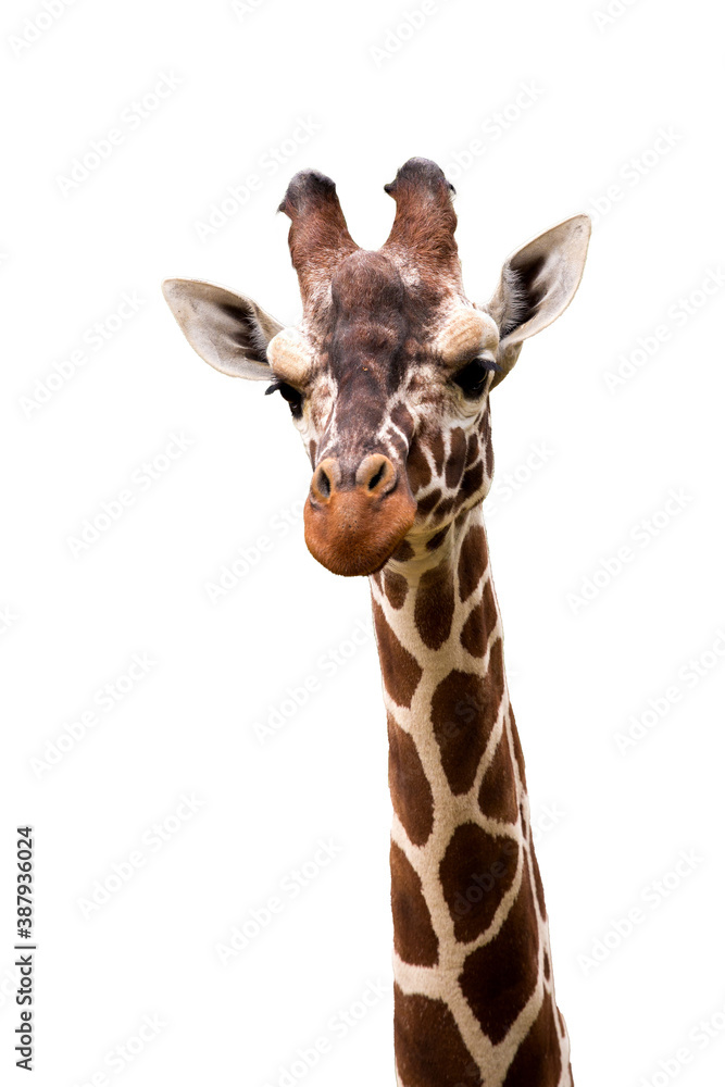 Naklejka premium Giraffe, Giraffa camelopardalis, isolated on white background, graphic object