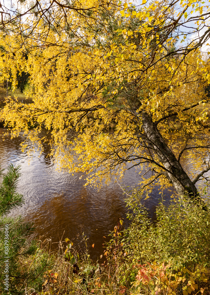 autumn landscape with yellow birch, tree bent over the river