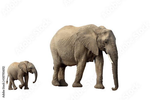 African Elephant female with baby isolated on white background  graphic object