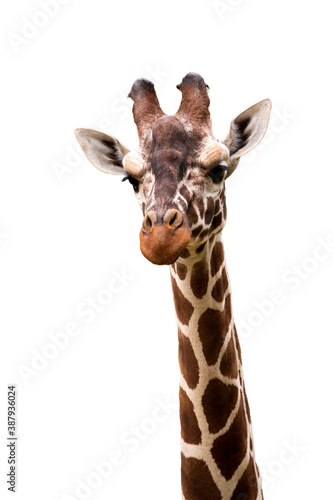 Giraffe, Giraffa camelopardalis, isolated on white background, graphic object