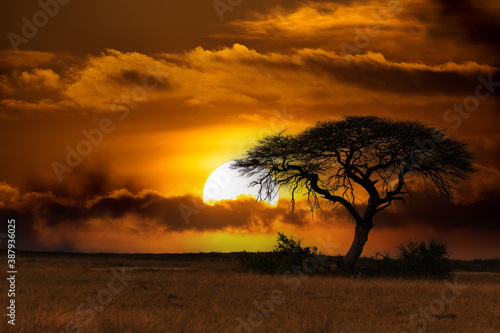 orange african sunset over acacia tree with big sun, nature wilderness scene, Africa safari © ArtushFoto