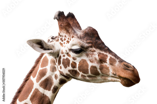 Giraffe, Giraffa camelopardalis, isolated on white background, graphic object © ArtushFoto