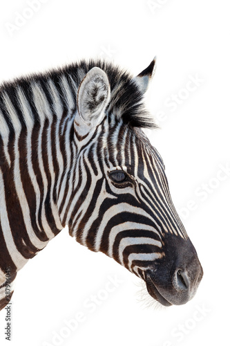 head of a zebra isolated in white background  graphic object