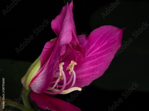 Pink flower closeup on dark background photo