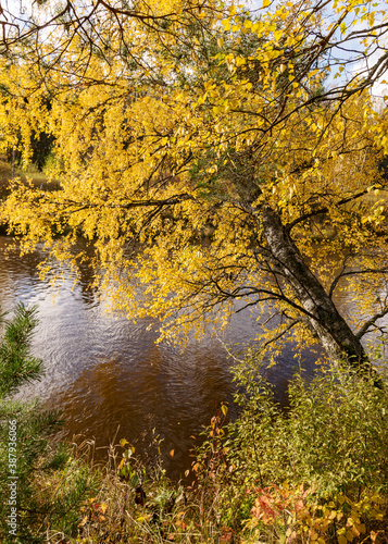 autumn landscape with yellow birch  tree bent over the river