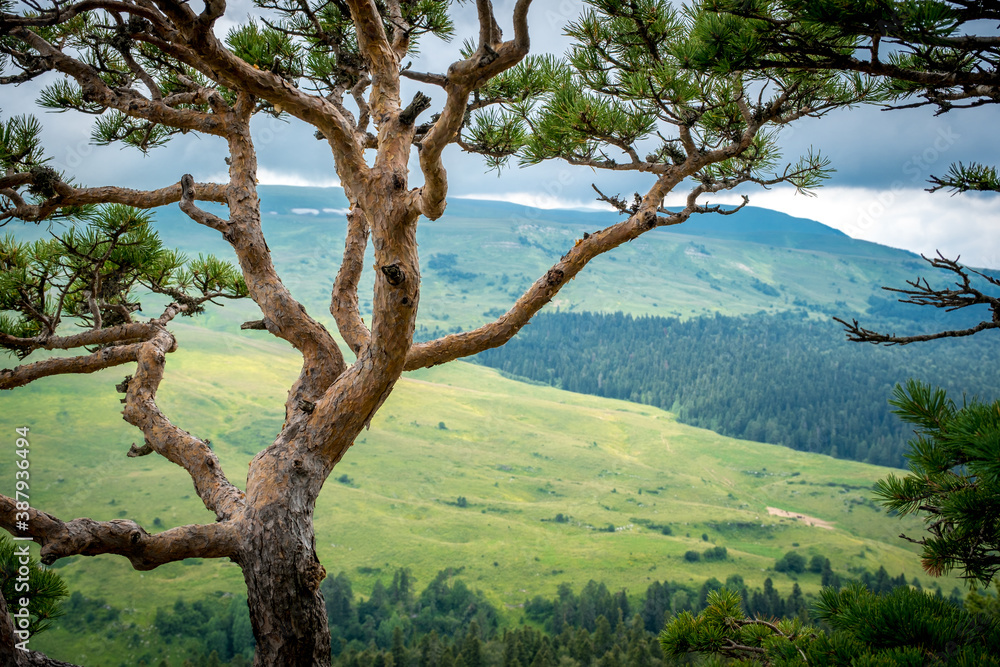 Pine tree against the background of mountains, green meadows and forests. Beautiful curves and branches green needles