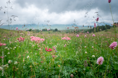 Fototapeta Naklejka Na Ścianę i Meble -  pink flowers and grass in a mountain meadow against the backdrop of mountains on a cloudy summer day