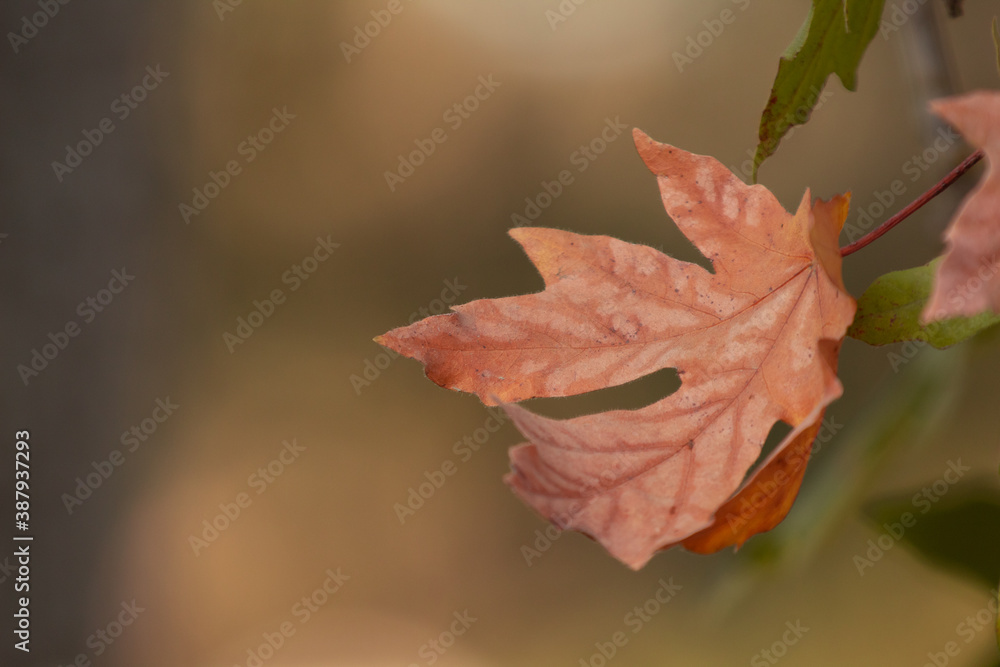 fall leaves on a tree fall leaves on a tree