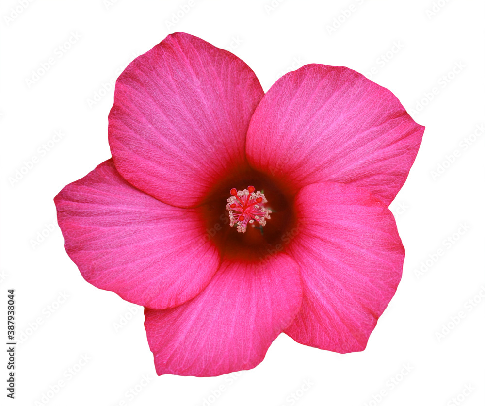Hibiscus flower isolated on white background Hibiscus flower isolated on white background