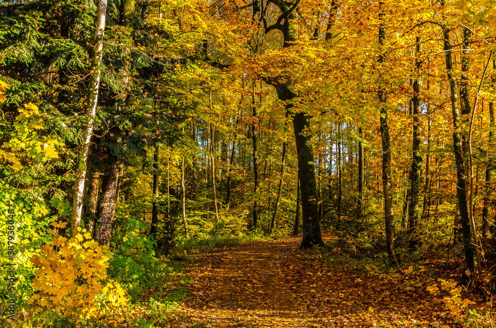 Obraz premium Herbstlicher Blätterwald