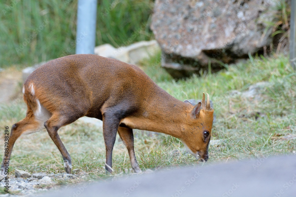 Fototapeta premium Reeves's muntjac (Muntiacus reevesi), a wild animal in the mountains of Taiwan.