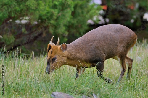 Reeves's muntjac (Muntiacus reevesi), a wild animal in the mountains of Taiwan.