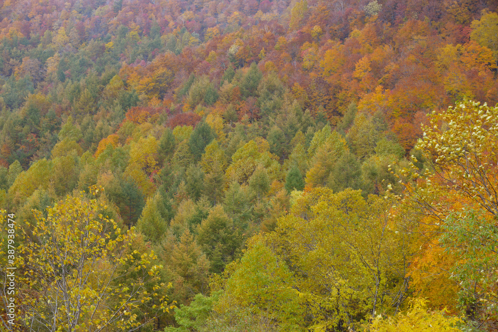 紅葉の山 紅葉の山