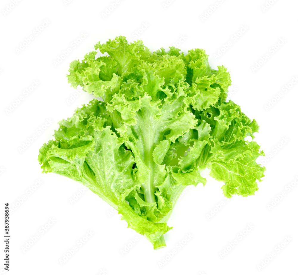 Lettuce leaf isolated on white background ,Green leaves pattern ,Salad ingredient Lettuce leaf isolated on white background ,Green leaves pattern ,Salad ingredient