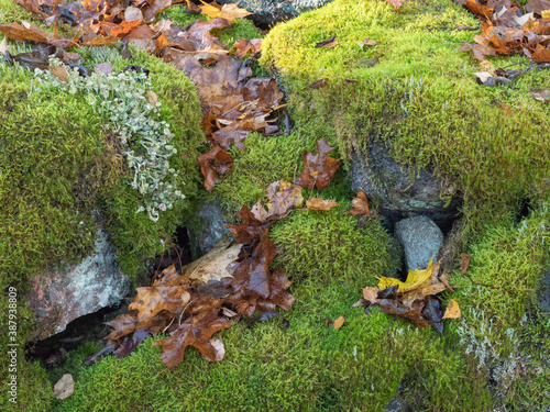 Mossy boulders in autumn