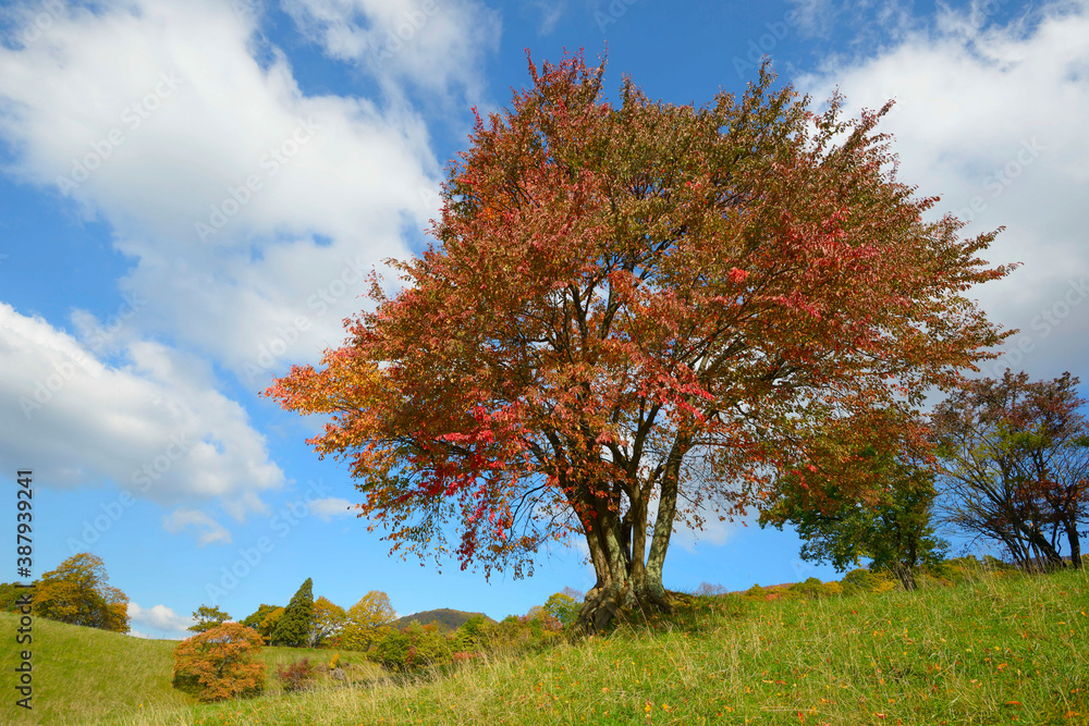 紅葉した桜 紅葉した桜