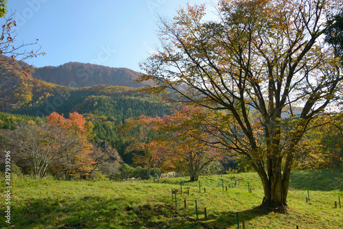 牧場