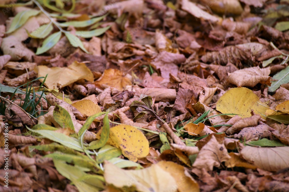 fallen autumn leaves fallen autumn leaves