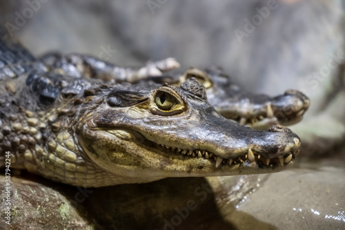 Head of a large crocodile close-up in the zoo