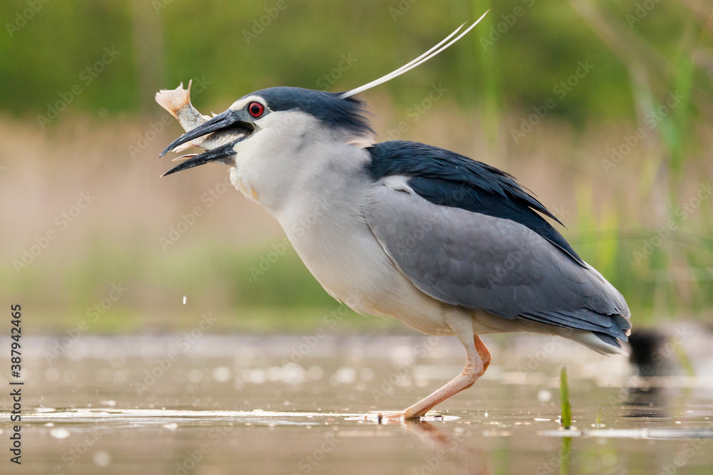 Black-crowned Night Heron, Nycticorax nycticorax