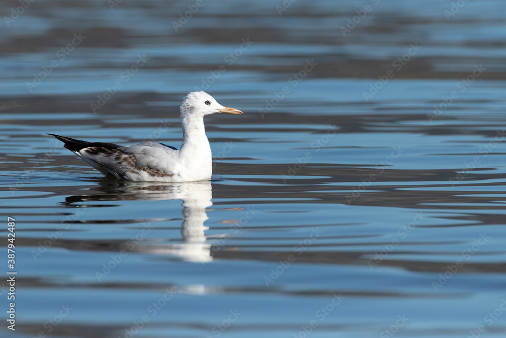 Dunbekmeeuw, Slender-billed Gull, Chroicocephalus genei Dunbekmeeuw, Slender-billed Gull, Chroicocephalus genei