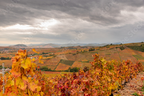 Vignes et paysage d automne