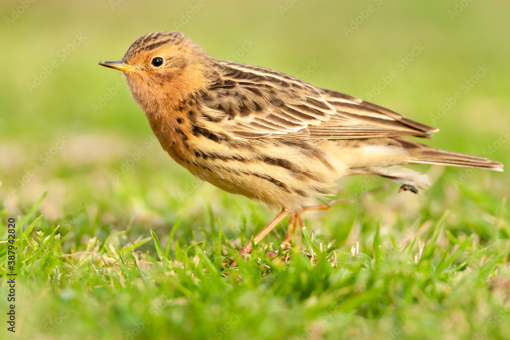 Fototapeta premium Red-throated Pipit, Anthus cervinus