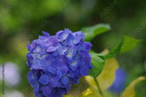 清々とした青い紫陽花