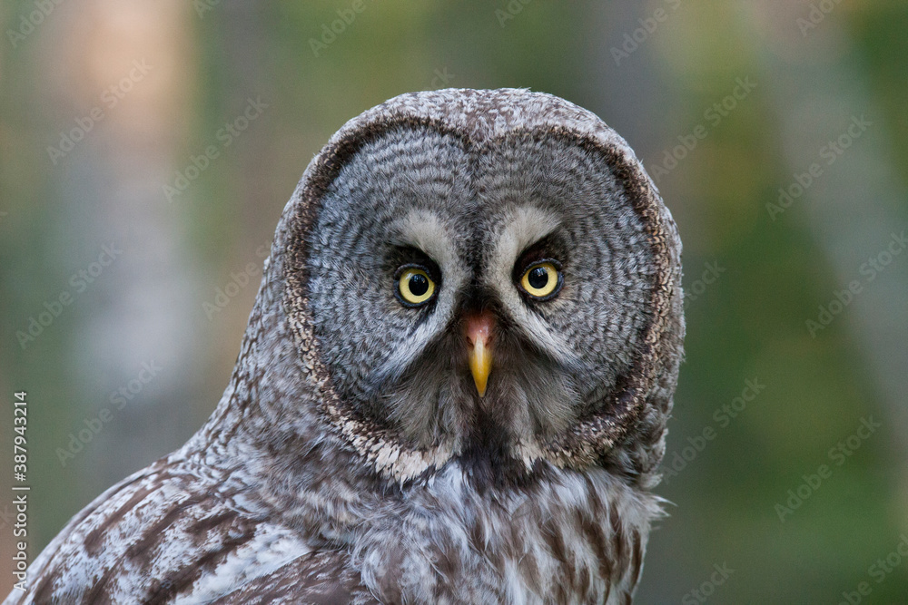 Great Grey Owl, Strix nebulosa Great Grey Owl, Strix nebulosa