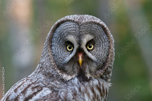 Great Grey Owl, Strix nebulosa