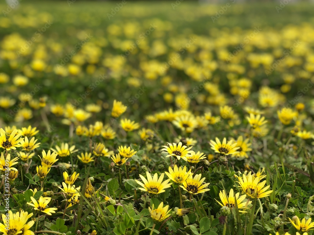 Fototapeta premium 黄色い花の花畑 テクスチャ